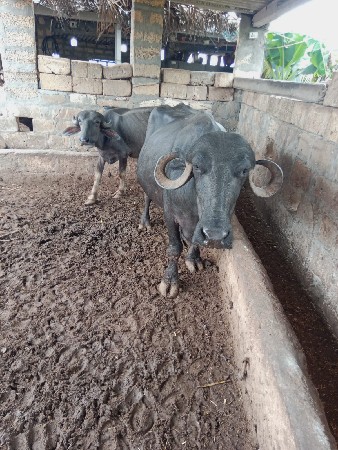 2 વેતર ની ભેંશ