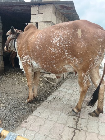 કાબરી હોડકી વેચવાની છે