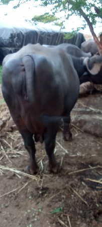 ભેસ