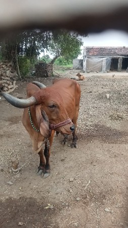 ગાય વેચવાની છે