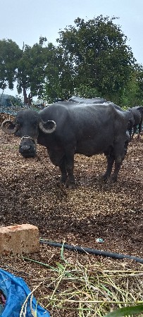 ભેંસ વેચવાની છે