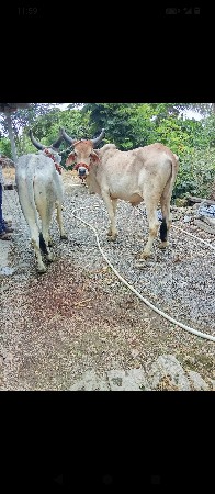 ગોઢલા વેચવાના છે