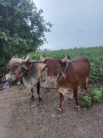 વેચવાના છે