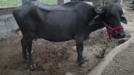 પેલવેત્રી ખળેલી વેસવાની સે