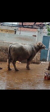 વેચવાની છે.