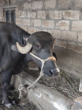 bhesh vechavani chhe