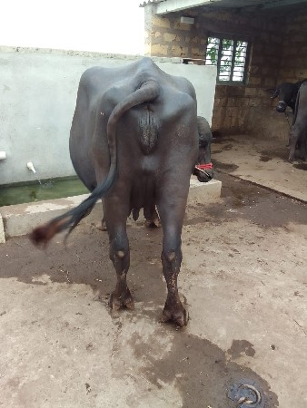 ભેંસ વેચવાની છે