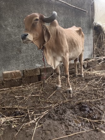 ત્રીજું ચોથું વેતર