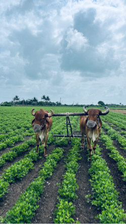 આ બળદ વેચવા ના છે