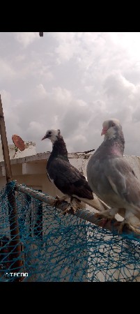 આ જોડી આપી દેવાની છે