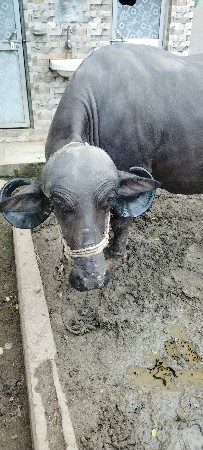 ભેંસ વેચવાની છે