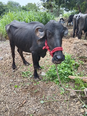 ખડેલા