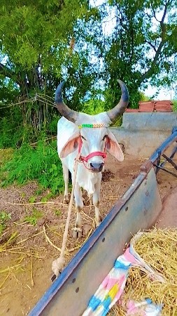 વાસડા બળદ