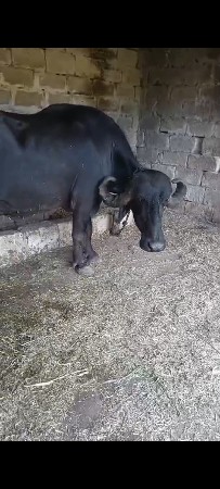 ભેંસ વેચવાની છે