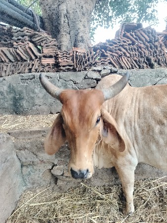ગાય વેચવા ની છે