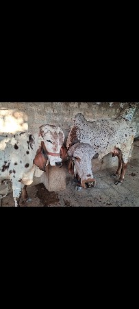 યોરીજલ ગીર વાસરો વેચવાનો સે