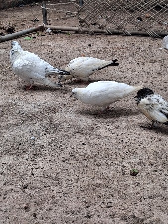 આ કબૂતર દેવાના છે