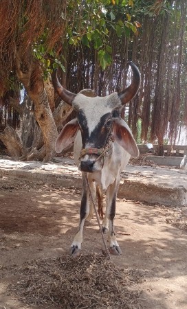 ઘોધલો‌ વેચવા નો છે
