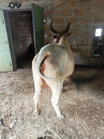 ગાય વે ચ વની છે
કાંકરેજ