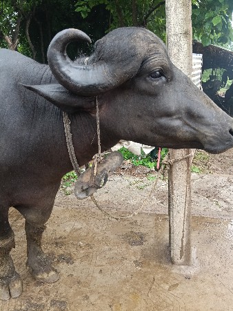 આ ભેસ વેચવાનિછૅ પેલું વેતર