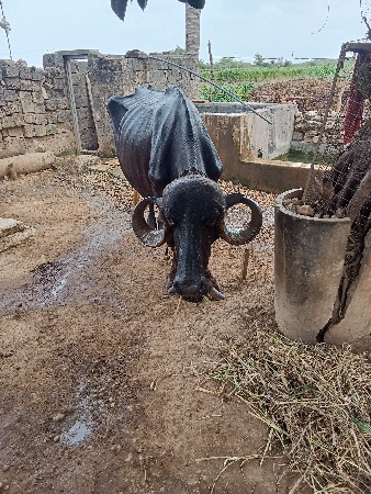 ભેંસ વેચવાની છે