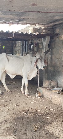 વેચવાની છે