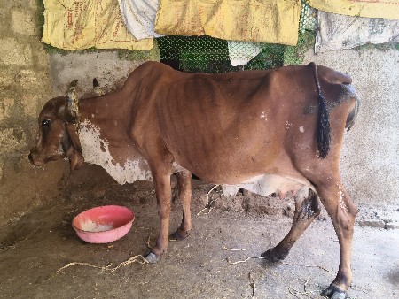 લાલ કાબરી ઓળખી વેચવાની છે