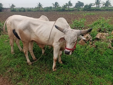 ગોઠલા