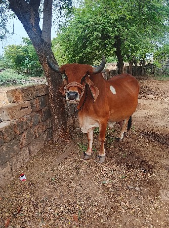ગાય વેચવાની છે.
