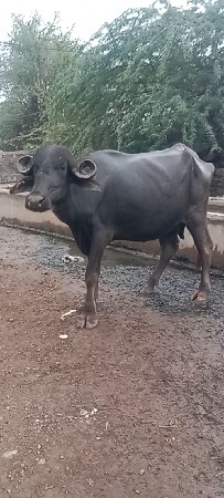ભેંસ વેચવાની છે