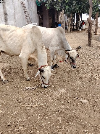 બડદ વેચવાના છે