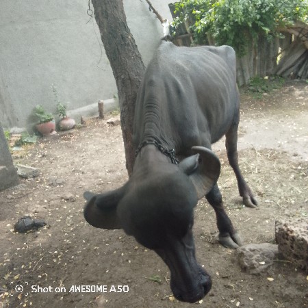 ખળેલી વેચવાની છે