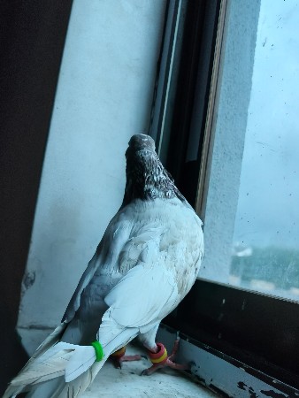 વેચવા નો સે નર