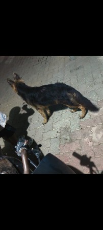 5 મહિનાનો કૂતરો છે દેવાનો