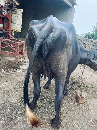 ખળૅલી