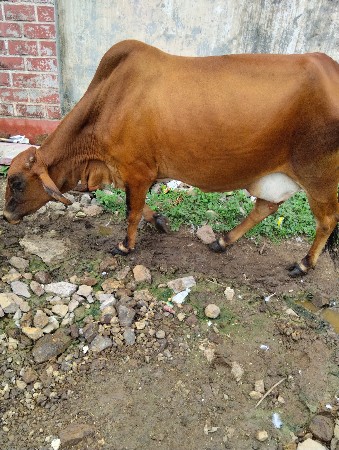 ગાય  તીજુ વીયાશે