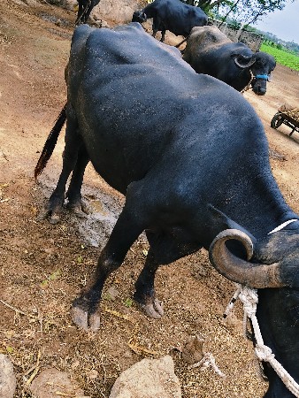 બીજા વેતર મા