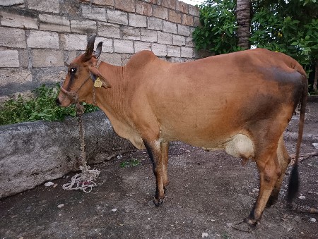 ગાય વેચવાની છે