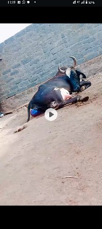 વેચવાની