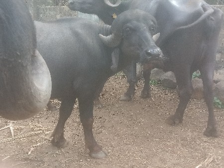 પાડો વેચાણ માં છે