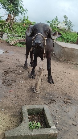 જાફરાબાદી ખડાય