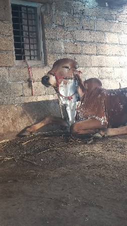 ગીર ખુટ  સાવ સોજો છે
