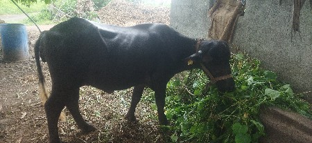 ભેછ 1 વેતર