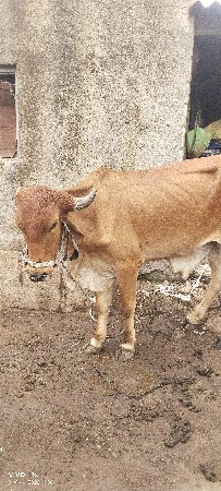 આ ગોઢલા વેસવાના છે