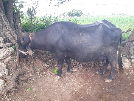 ભેશ વેસવાંની સે
10 દિવસ ની કાસિ