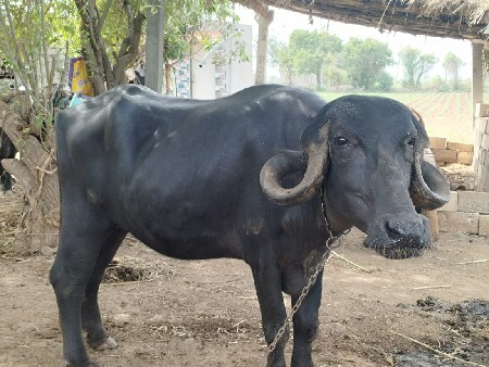 આ ખાડેલી વેચવા ની છે