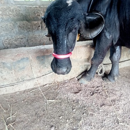 બીજું વેતર