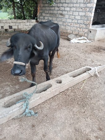 ખઙેલુ વેચવાનું છે