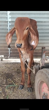બે વાસળી એક એક વર્ષ