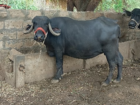 1 વેતર ની ખેડેલી વેશવાની સે